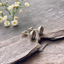 Load image into Gallery viewer, EARRINGS . cowrie shell . studs